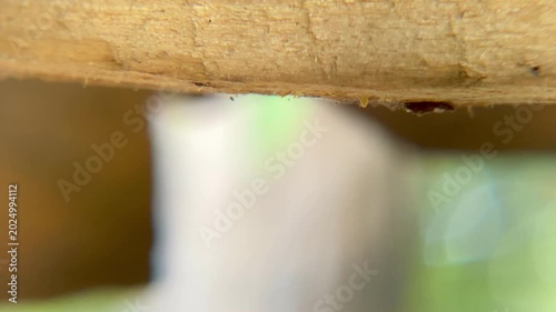 Tropical Carpenter Bee with Yellow Head Boring Hole in Wooden Beam, Macro Close-up