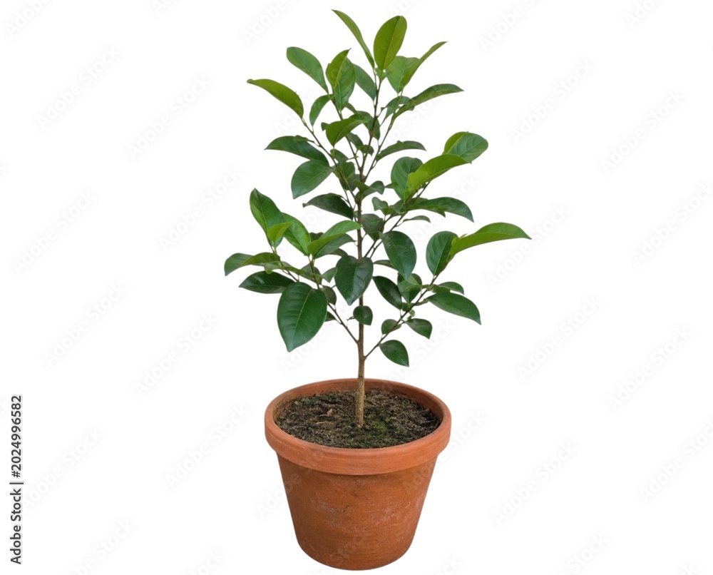 Fototapeta premium Single Young Tree Sapling in Terracotta Pot Isolated on White Background