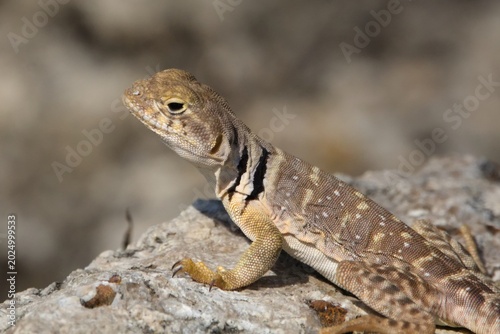 Foto Collared lizard sunbathing on a stone