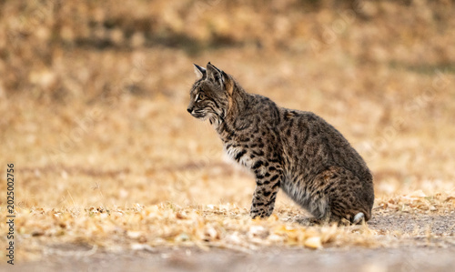 Photography Bobcat Concentrates On Something To The Left