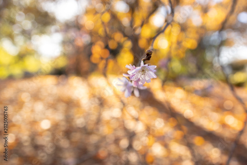 Bild auf Leinwand Delicate cherry blossom blooming alone against golden autumn bokeh