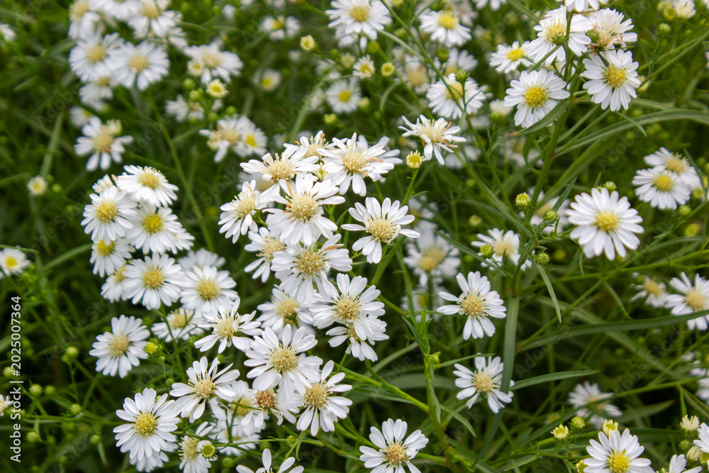 Fototapeta premium Beautiful Blooming White Aster Flowers in a Lush Green Field