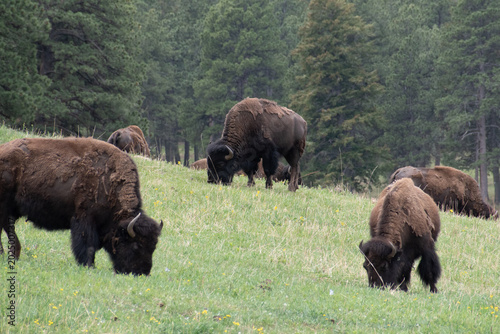 Canvas Print A herd of bison graze at Genesee Park outside Denver, Colorado