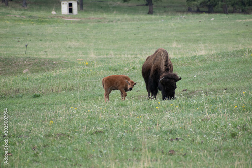 Foto A baby bison and its mother graze at Genesee Park outside Denver, Colorado