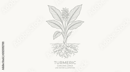 Bild auf Leinwand Turmeric Plant Botanical Illustration Line Art
