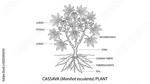 Foto Cassava Plant Diagram: Manihot Esculenta Illustration with Labeled Parts