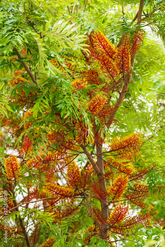 Flores de Grevillea robusta, también conocido como roble australiano o árbol de fuego en primavera