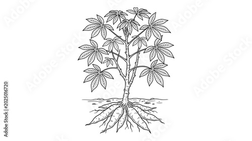 Photos Cassava Plant Illustration with Edible Roots and Leaves