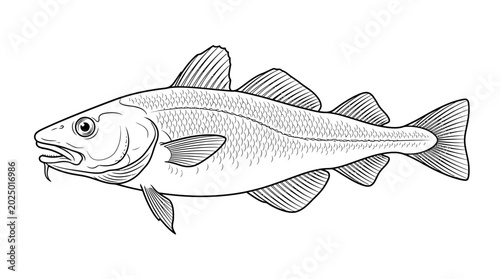 Billede på lærred Atlantic Cod Fish Illustration