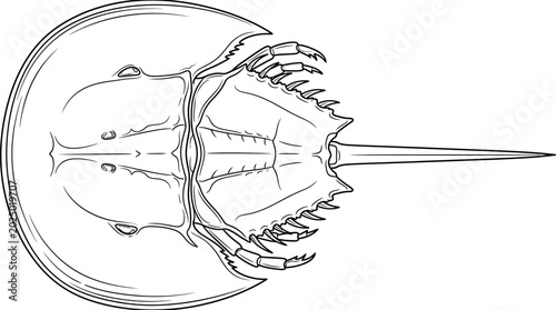 Tableau sur toile Horseshoe Crab Line Drawing Illustration, Ocean Life, Marine Animal