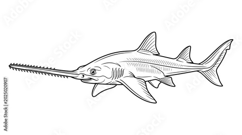 Tableau sur toile Sawfish Illustration - Marine Life, Ocean Creature Drawing