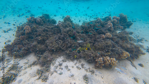 Shoals of tropical fish with coral reef on tropical Leleuvia Island in Lomaiviti archipelago, Fiji, South Pacific