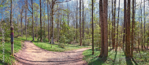 Foto Pocahontas State Park spring forest hiking trail views, Richmond, Virginia, United States