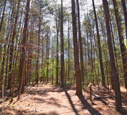 Canvastavla Pocahontas State Park spring forest hiking trail views, Richmond, Virginia, United States