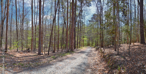 фотографія Pocahontas State Park spring forest hiking trail views, Richmond, Virginia, United States
