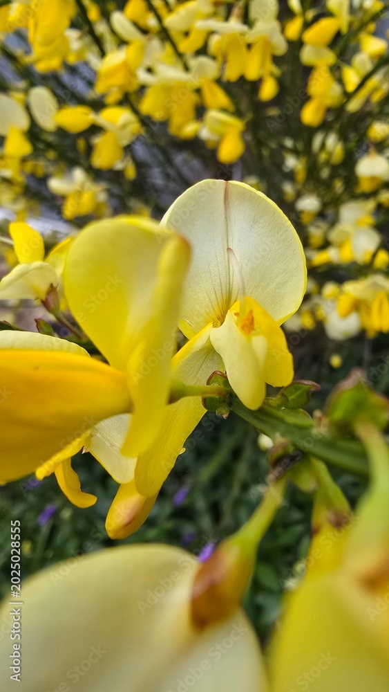 Obraz premium Vibrant Yellow Broom Flowers Blooming on Green Branches