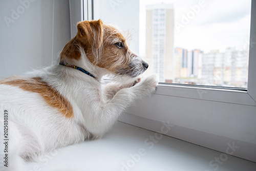 Jack Russell Terrier dog looking out the window in an apartment. Pet waiting for owner at home.