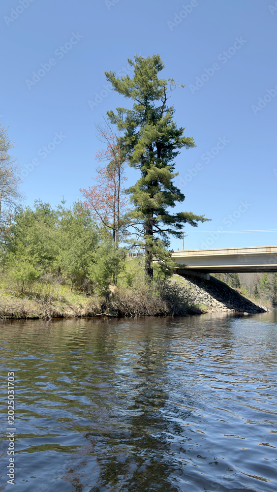 Fototapeta premium Tall pine tree on a riverbank next to a concrete highway bridge overpass crossing calm rippling water under a clear blue sky.