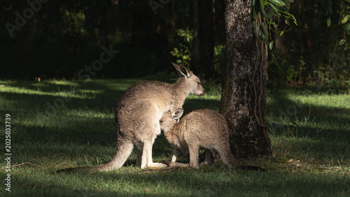 Fotografía Mother kangaroo with joey in Australian bush at golden hour
