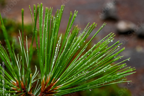 close up of pine needles