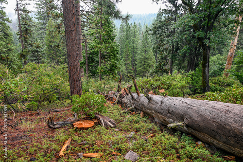Fallen tree log decomposing on a lush green forest floor with pine trees
