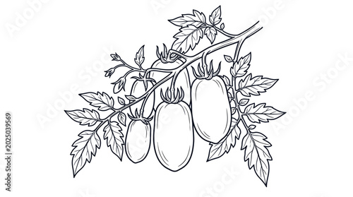 Foto Hand-drawn sketch of Roma tomatoes on a vine with leaves, black and white illust