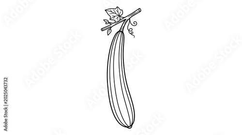 Luffa Gourd Vine Drawing - Natural Sponge Fruit Illustration