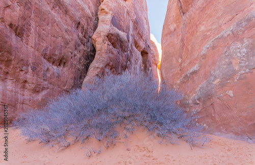 Φωτογραφία A resilient bush grows in a narrow desert canyon.