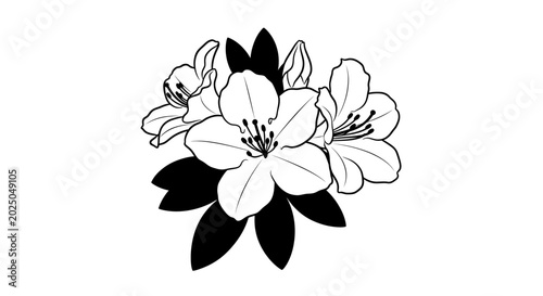 Black and White Rhododendron Flower Illustration