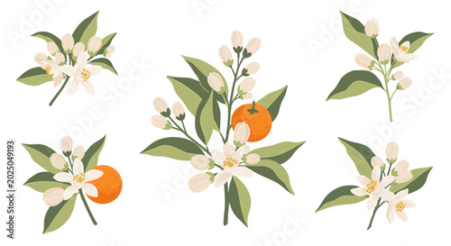 Orange Blossom Branch with Fruit and Flowers - Vector Illustration