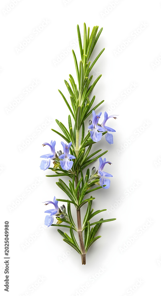 Fototapeta premium Fresh Rosemary Herb with Blue Flowers for Cooking and Aromatherapy.