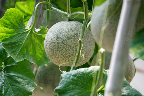 cantaloupe melon in greenhouse
