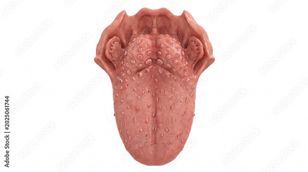 Fototapeta premium Human Tongue and Taste Buds Anatomical Model