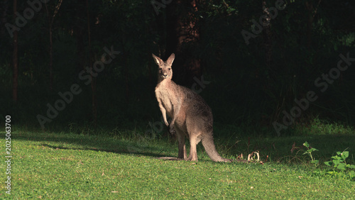 Alert kangaroo standing in Australian bush at golden hour
