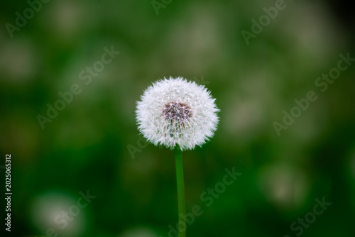 dandelion on green background