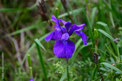 Photos Iris sanguinea (Siberian iris) flowers