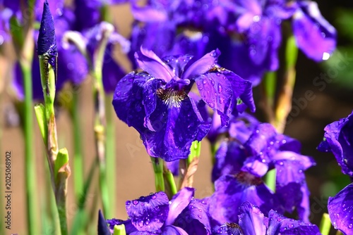 Cuadro en lienzo Iris sanguinea (Siberian iris) flowers