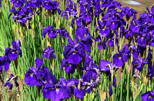 Photography Iris sanguinea (Siberian iris) flowers