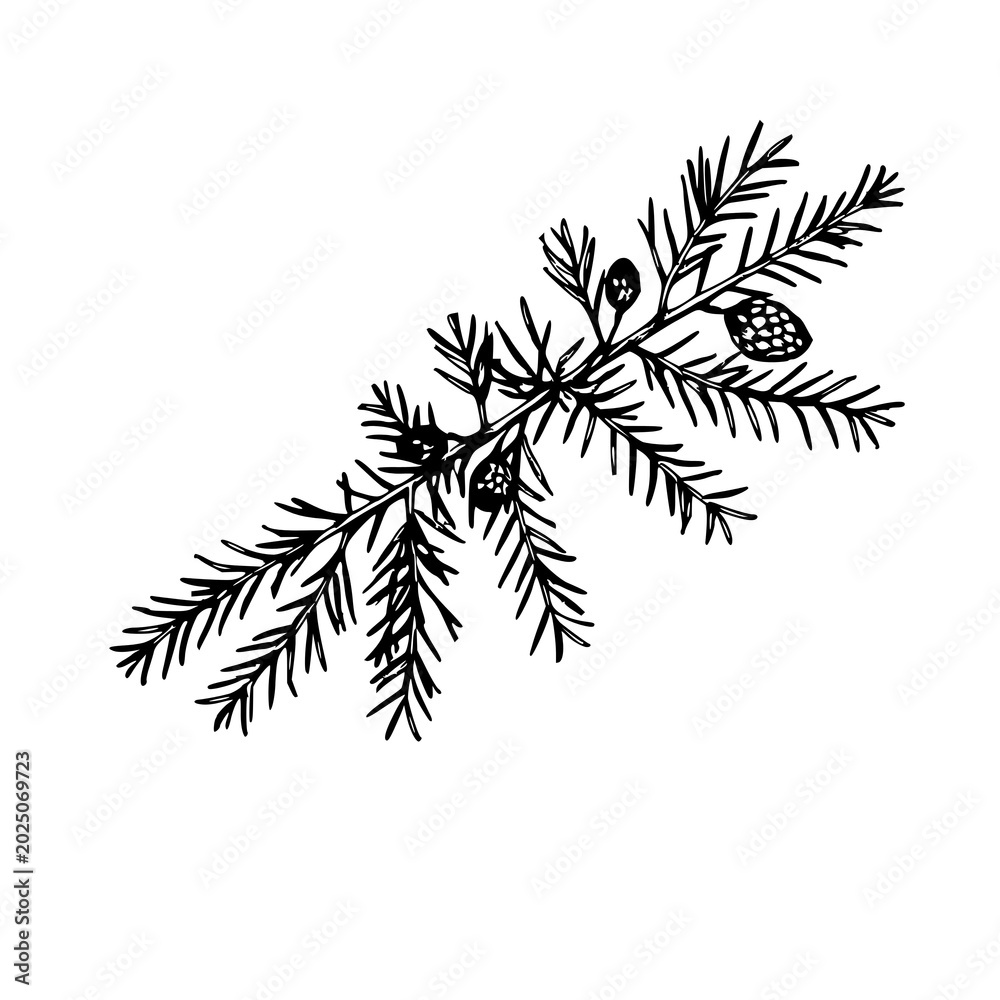 Fototapeta premium Vintage ink sketch of a cedar branch with small cones, botanical engraving style, white background. set with simple line art design featuring line art, illustrations, graphic resources with vector ...