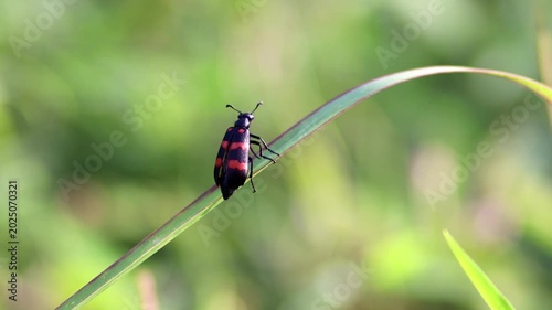Macro shot of a bright black and red Poisonous Blister Beetle, Mylabris pustulata