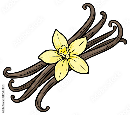Vanilla pods and flower illustration with a simple style