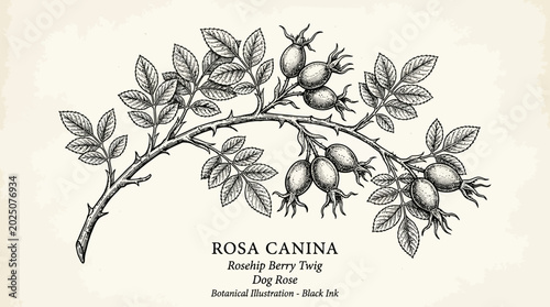 Tableau sur toile Rosa Canina Botanical Illustration - Rosehip Berry Twig, Dog Rose, Black and Whi
