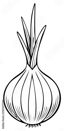 Onion Outline Illustration Vegetable Ingredient Cooking Food Fresh Produce Black and White Single Object
