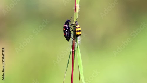 Macro shot of a bright black and red Poisonous Blister Beetle, Mylabris pustulata