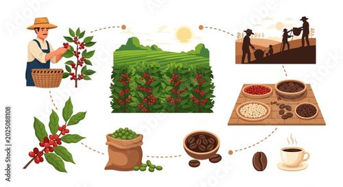 Fotografi Coffee Production Process From Farm to Cup Illustration.