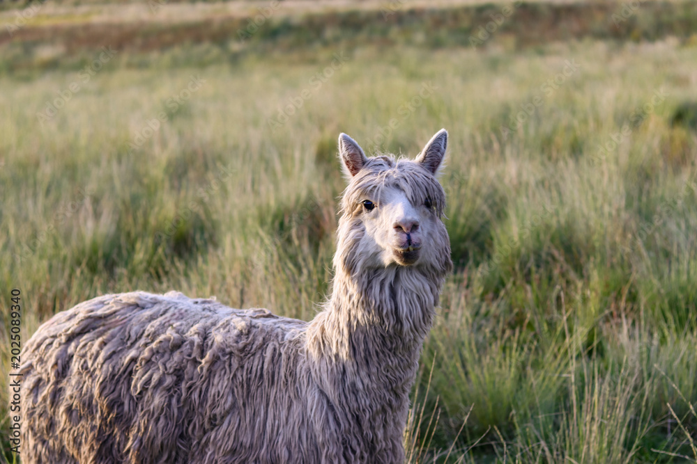 Fototapeta premium Suri alpaca grazing in high Andean valleys for alpaca wool production