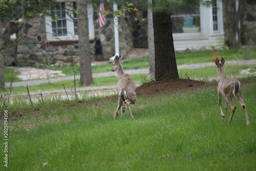 Bild auf Leinwand 3 leg deer