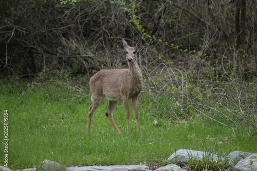 Plakat 3 leg deer