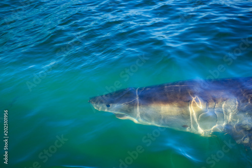 Tableau sur toile Great white shark