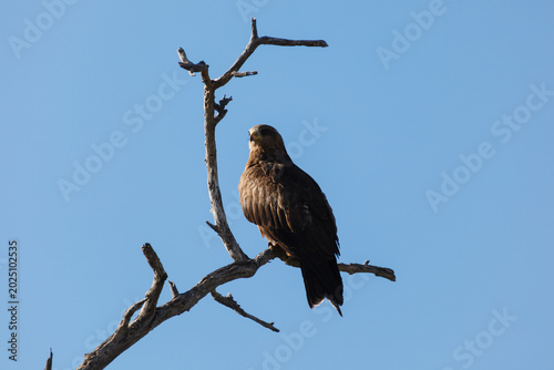 Quadro su tela Closeup of a brown hawk perched high in a tree looking for prey in Etosha Nation